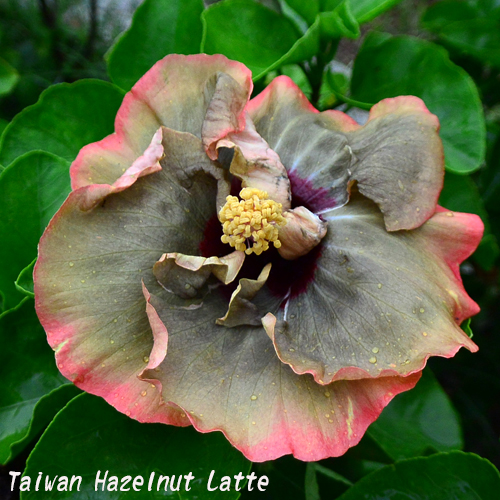 Taiwan Hazelnut Latte - Cutting